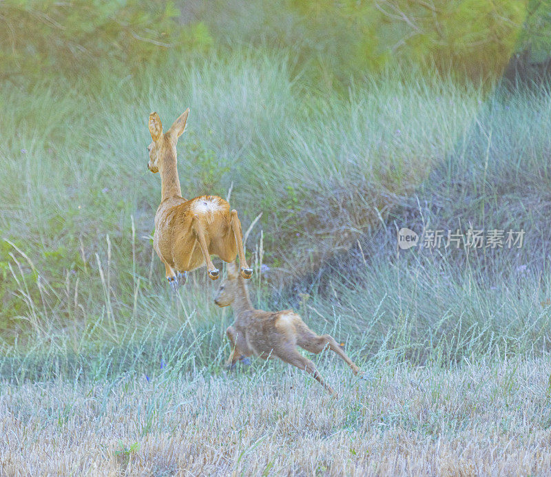 鹿(Capreolus Capreolus)在农田之间的田野路上，母子俩。Bergueda。